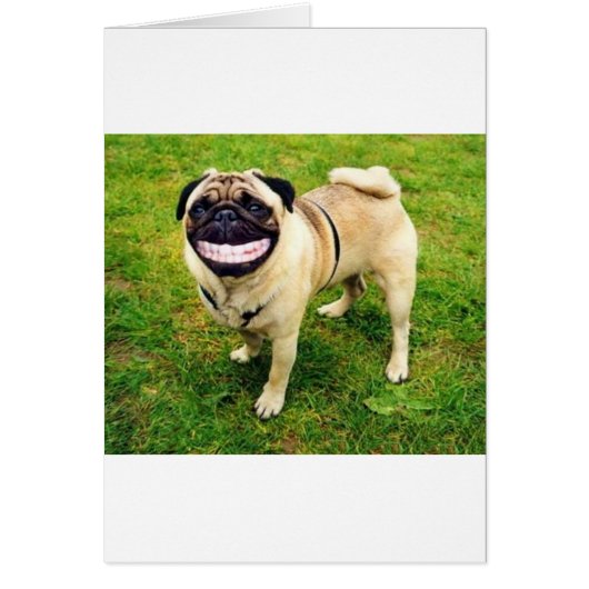 dog smile pug cards (Front)