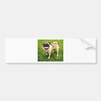 dog smile pug cute bumper sticker