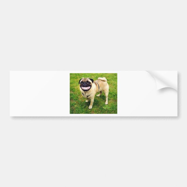 dog smile pug cute bumper sticker (Front)