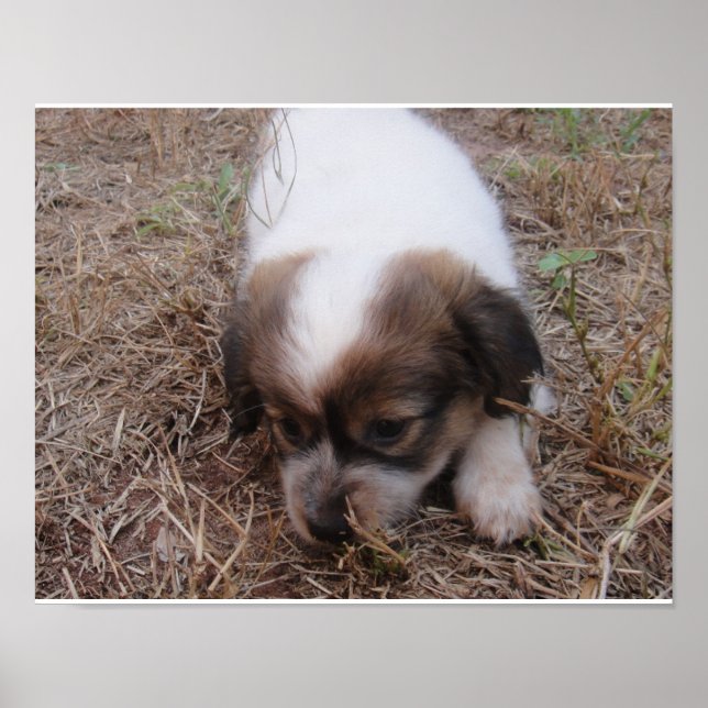 Dog Snap Poster (Front)