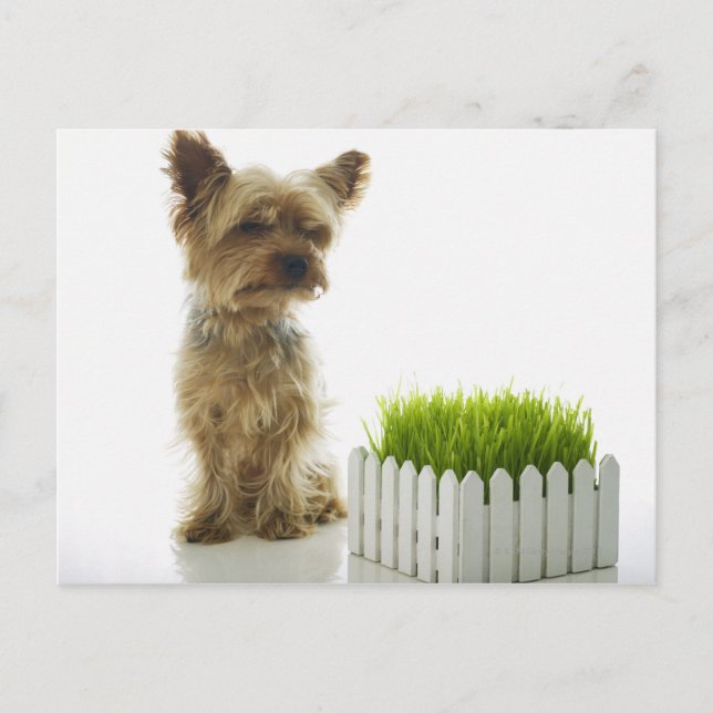 Dog sniffing neighbors yard postcard (Front)