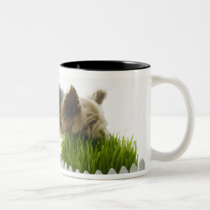 Dog sniffing neighbors yard shot in studio Two-Tone coffee mug