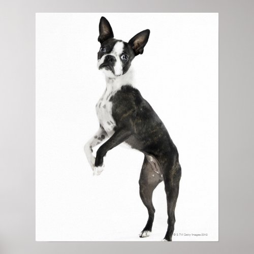 dog standing on 2 legs looking at camera poster