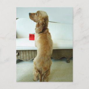 Dog standing on a couch with a gift postcard