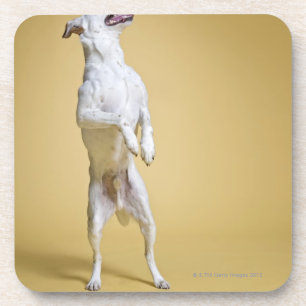 Dog standing on hind legs drink coaster