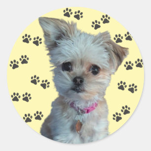 Dog Sticker