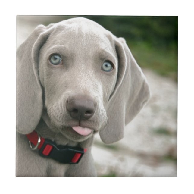 Dog sticking tongue out ceramic tile (Front)