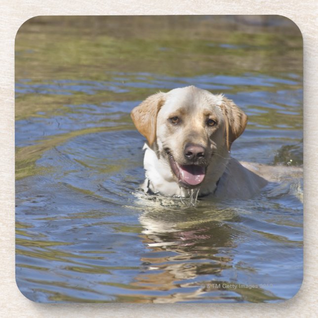 Dog swimming beverage coaster (Front)