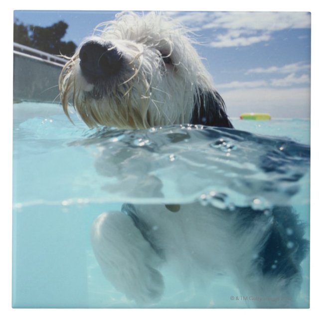 Dog Swimming in a Swimming Pool Ceramic Tile (Front)
