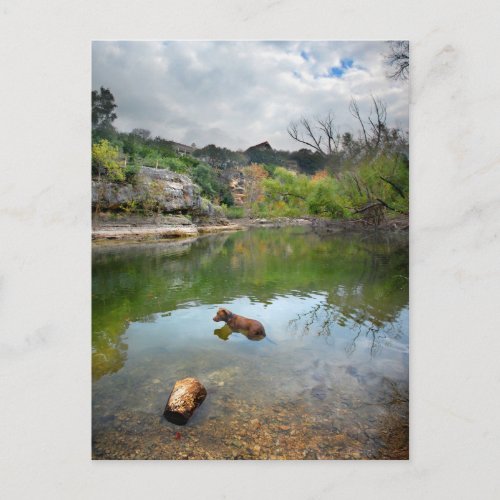 Dog swimming in Barton Creek _ Austin Texas Postcard