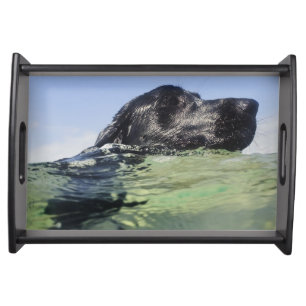 Dog swimming in water serving tray