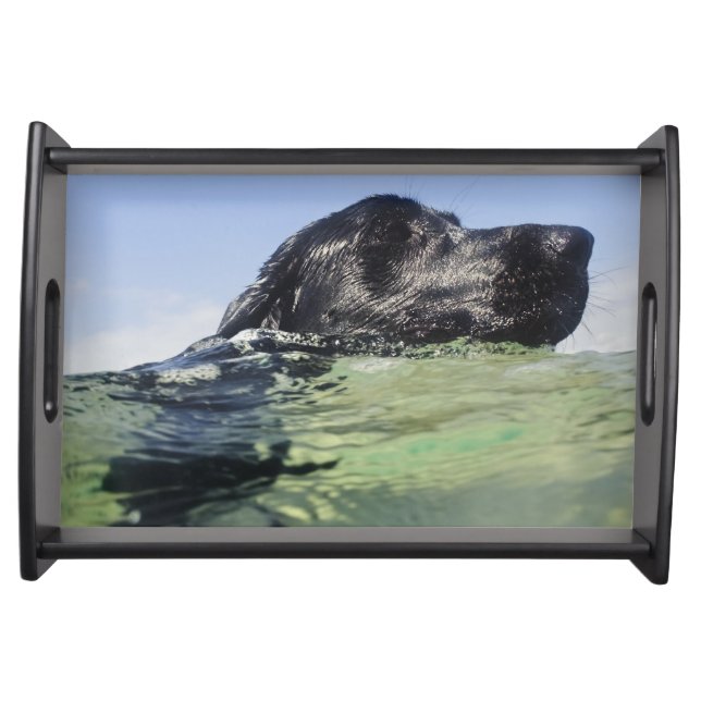 Dog swimming in water serving tray (Front)