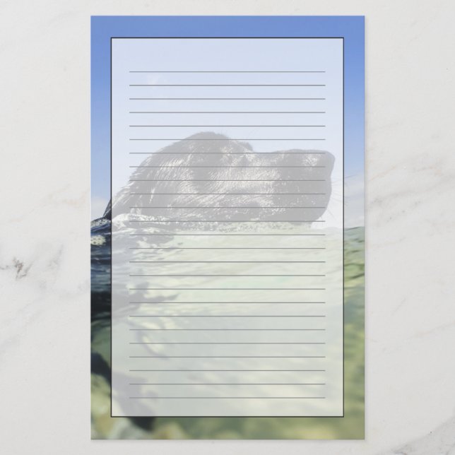 Dog swimming in water stationery (Front)