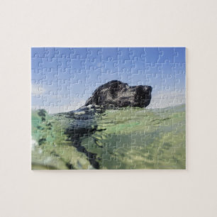 Dog Swimming Jigsaw Puzzle