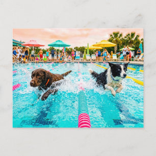 Dog swimming race postcard