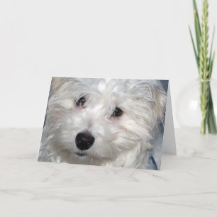 Dog Sympathy Card