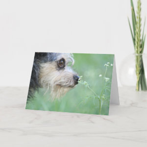 Dog takes time to enjoy life and smell the flowers card