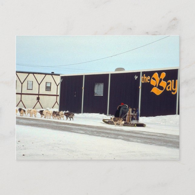 Dog team at the bay, Churchill, Manitoba Postcard (Front)