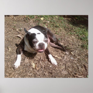 Dog Tired of Summer Ken Gage Photography Poster