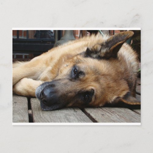 Dog Tired Postcard