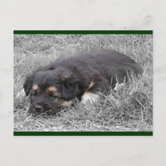 Dog Tired Postcards
