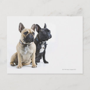 Dog training & obedience postcard