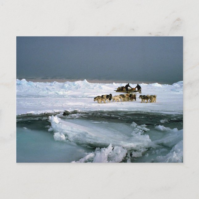 Dog travel on ice, Ellesmere Island, Northwest Ter Postcard (Front)