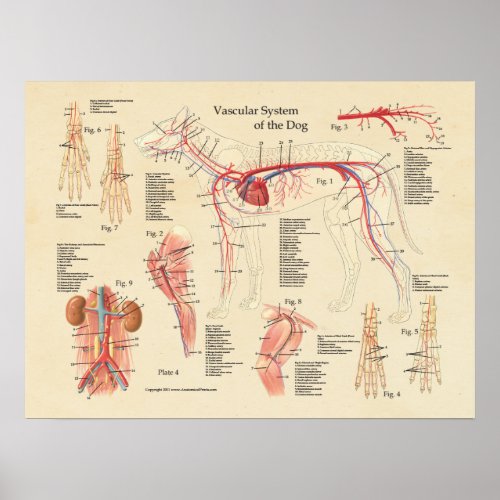 Dog Vascular System Heart Anatomy Chart