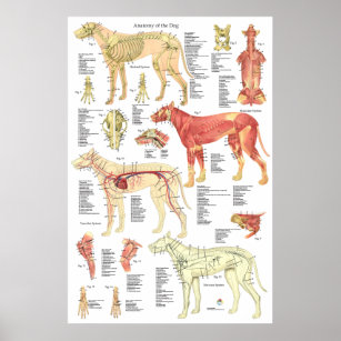 Veterinary Anatomy Posters & Prints | Zazzle