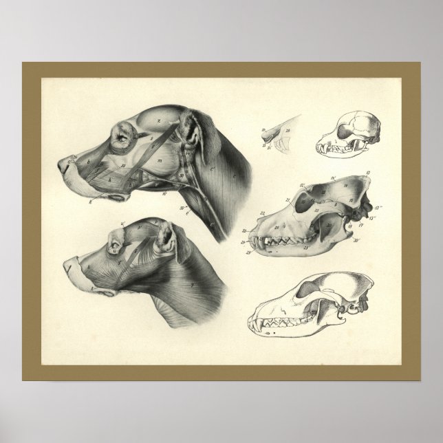 Dog Veterinary Skull Head Muscle Anatomy Print (Front)