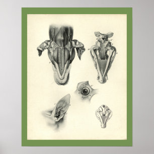 Dog Veterinary Skull Head Muscle Anatomy Print