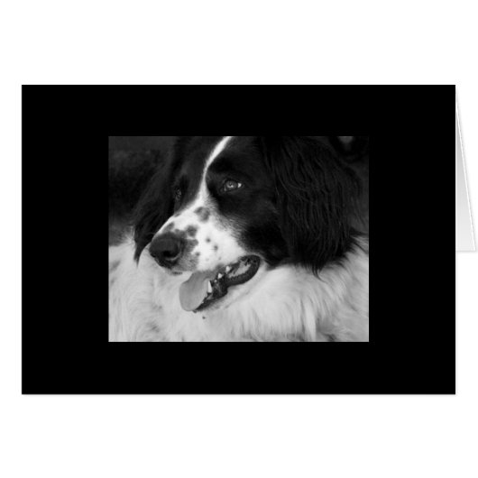 Dog Waiting with Excitement Cards (Front Horizontal)
