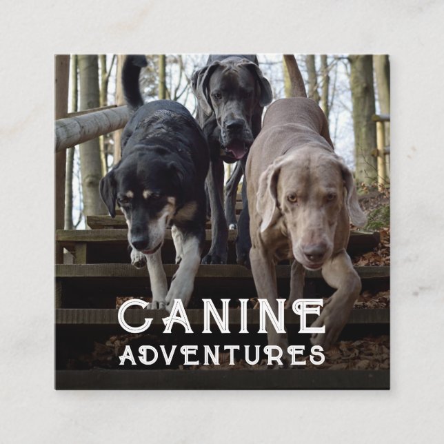 Dog Walker And Dog Adventures Square Business Card (Front)