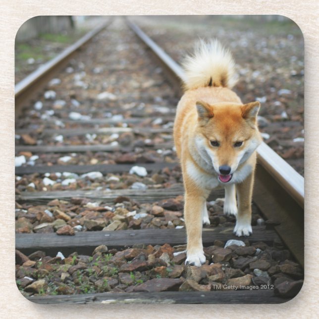Dog walking track coaster (Front)
