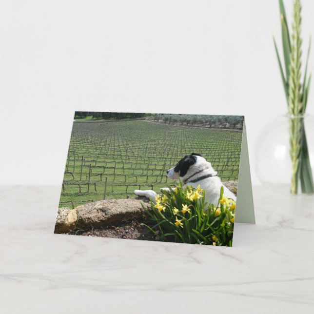 Dog Watching Grape Vine Workers, Blank Greeting  Card (Front)