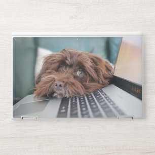 Dog watching Laptop Skin