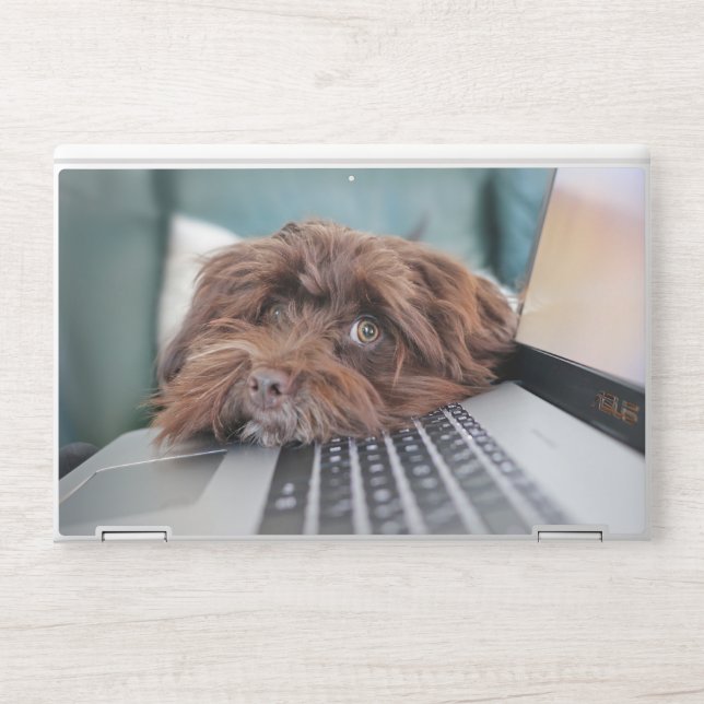 Dog watching Laptop Skin (Front)