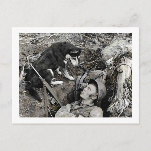 Dog Watching Soldier in His Foxhole Postcard