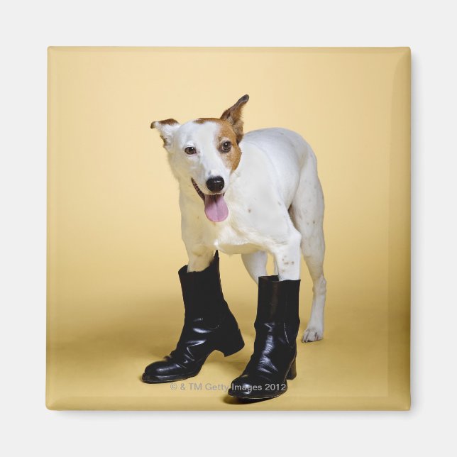 Dog wearing boots magnet (Front)