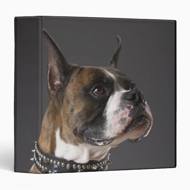 Dog wearing collar, looking away 3 ring binder (Front/Spine)