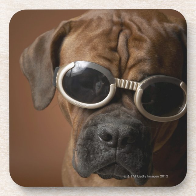 Dog wearing sunglasses drink coaster (Front)
