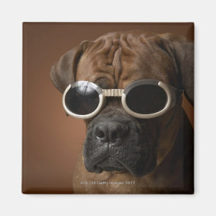 Dog wearing sunglasses magnet