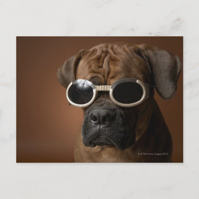 Dog wearing sunglasses postcard (Front)