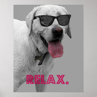 Dog wearing sunglasses, relax poster