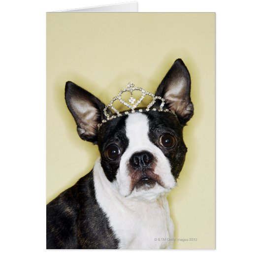 Dog Wearing Tiara Cards (Front)
