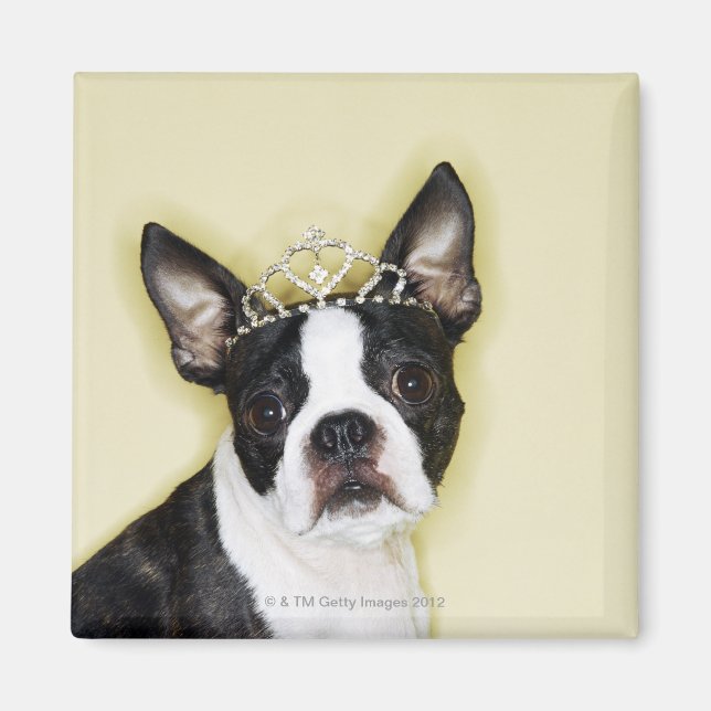 Dog wearing tiara magnet (Front)
