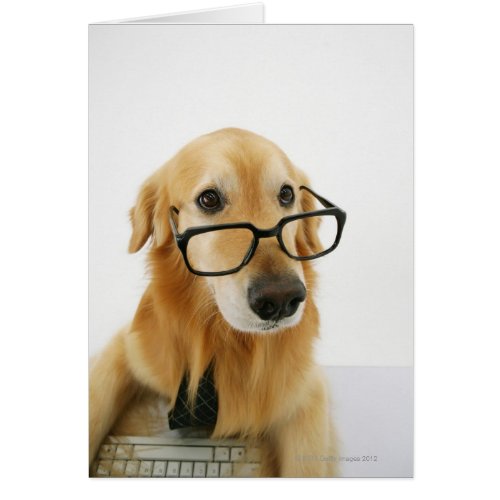 Dog wearing  tie and glasses sitting on chair in