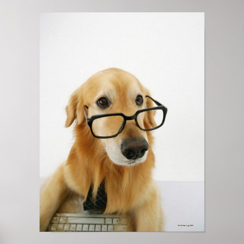 Dog wearing  tie and glasses sitting on chair poster