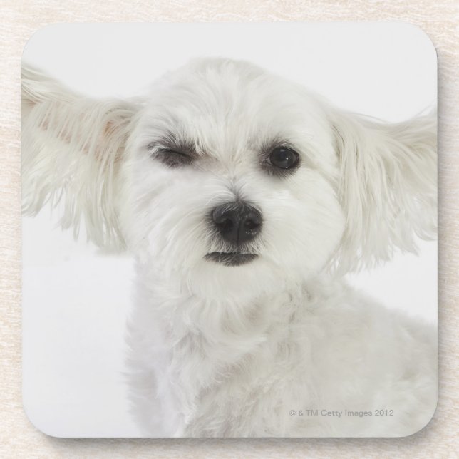Dog winking drink coaster (Front)