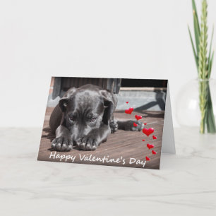 Dog wishing Happy Valentine's day with Hearts card